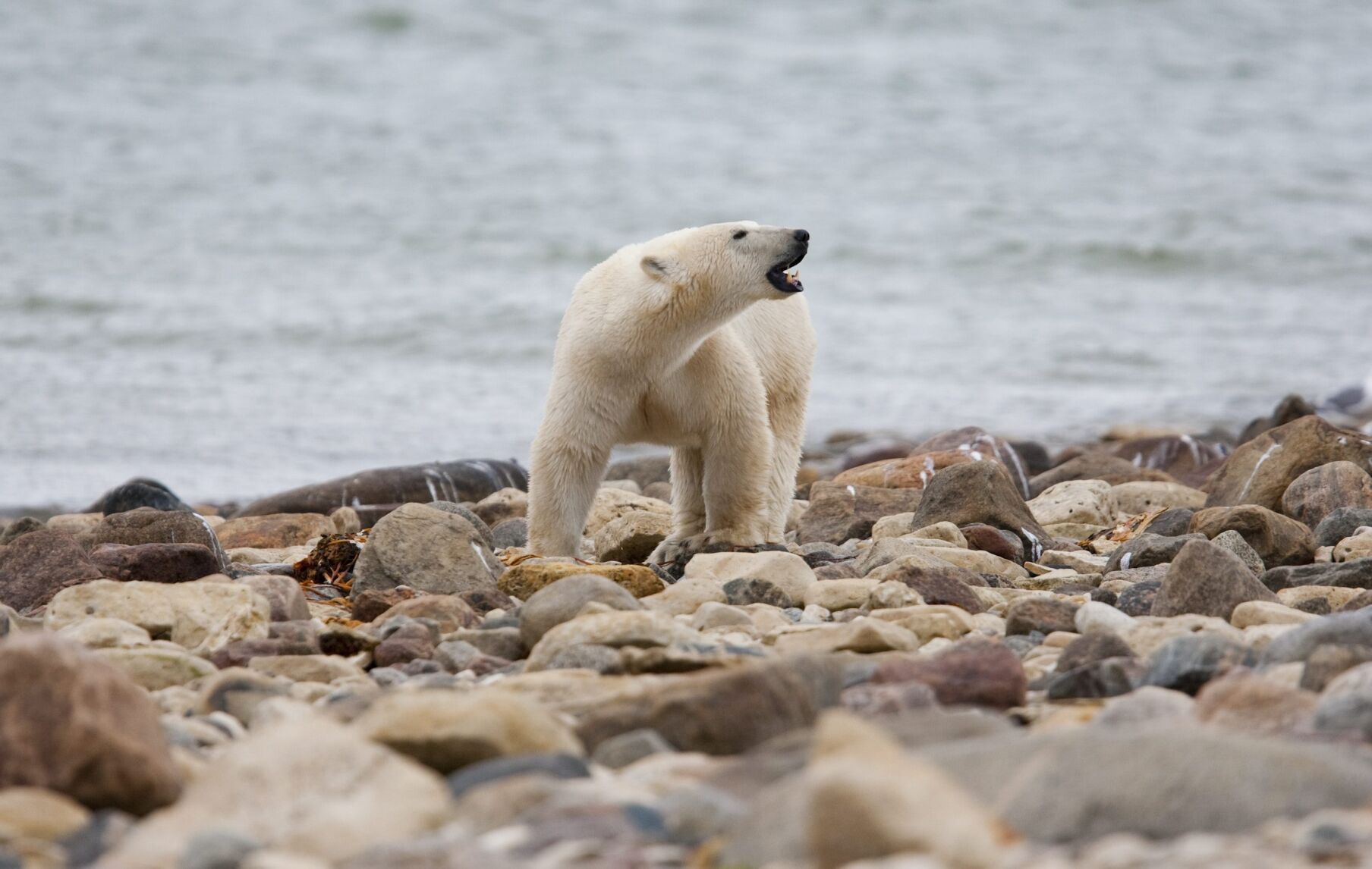 Polar bear